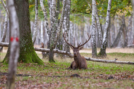 Cerf couché en forêt domaniale de Rambouillet